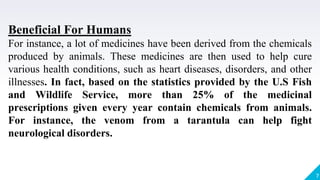 7
Beneficial For Humans
For instance, a lot of medicines have been derived from the chemicals
produced by animals. These medicines are then used to help cure
various health conditions, such as heart diseases, disorders, and other
illnesses. In fact, based on the statistics provided by the U.S Fish
and Wildlife Service, more than 25% of the medicinal
prescriptions given every year contain chemicals from animals.
For instance, the venom from a tarantula can help fight
neurological disorders.
 