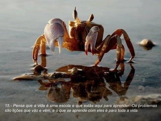 15.- Pensa que a vida é uma escola e que estás aqui para aprender. Os problemas são lições que vão e vêm, e o que se aprende com eles é para toda a vida. 