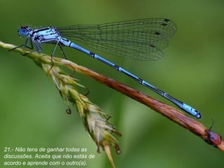 21.- Não tens de ganhar todas as discussões. Aceita que não estás de acordo e aprende com o outro(a). 