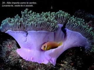 34.- Não importa como te sentes. Levanta-te, veste-te e assiste. 