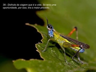39.- Disfruta da viagem que é a vida. Só tens uma oportunidade, por isso, tira o maior proveito. 