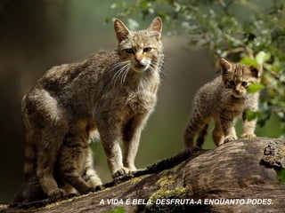 A VIDA É BELA. DESFRUTA-A ENQUANTO PODES. 