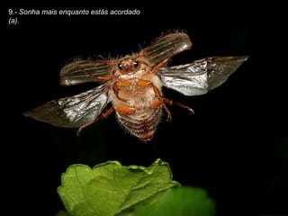 9 .- Sonha mais enquanto estás acordado (a). 