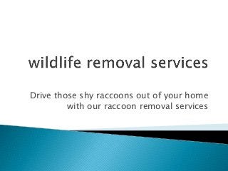 Drive those shy raccoons out of your home
with our raccoon removal services
 