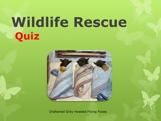 Wildlife Rescue
Quiz




       Orphaned Grey Headed Flying Foxes
 