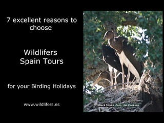 7 excellent reasons to choose   Wildlifers  Spain Tours for your Birding Holidays www.wildlifers.es 
