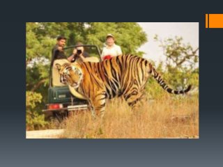 Wildlife Safari Near Me