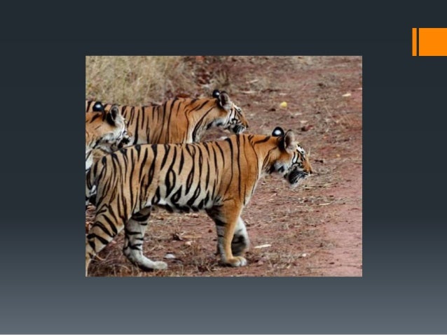 Wildlife Safari Near Me