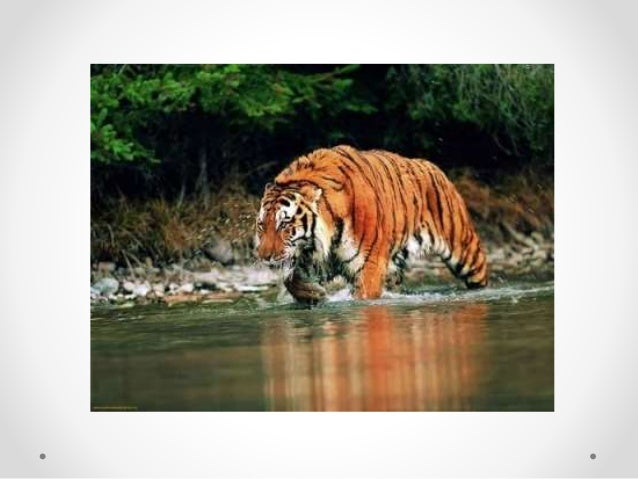 Wildlife Safari Near Me