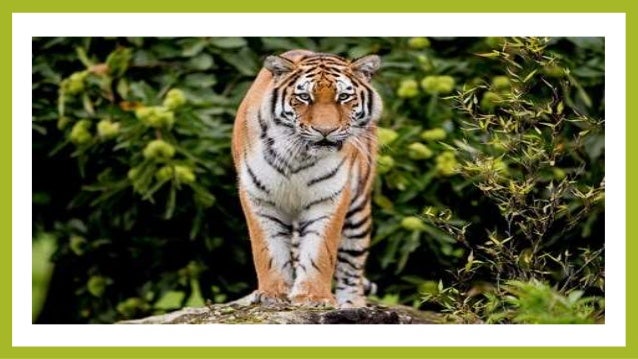 Wildlife safari near me