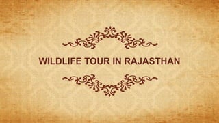 WILDLIFE TOUR IN RAJASTHAN
 