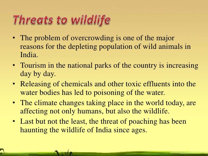 wildlife major