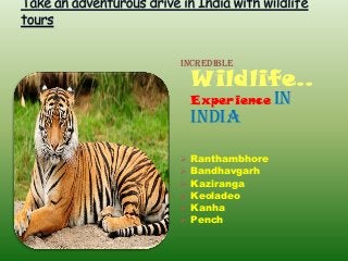 Incredible
Wildlife..
Experience In
India
 Ranthambhore
 Bandhavgarh
 Kaziranga
 Keoladeo
 Kanha
 Pench
 