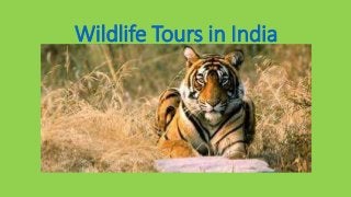 Wildlife Tours in India
 