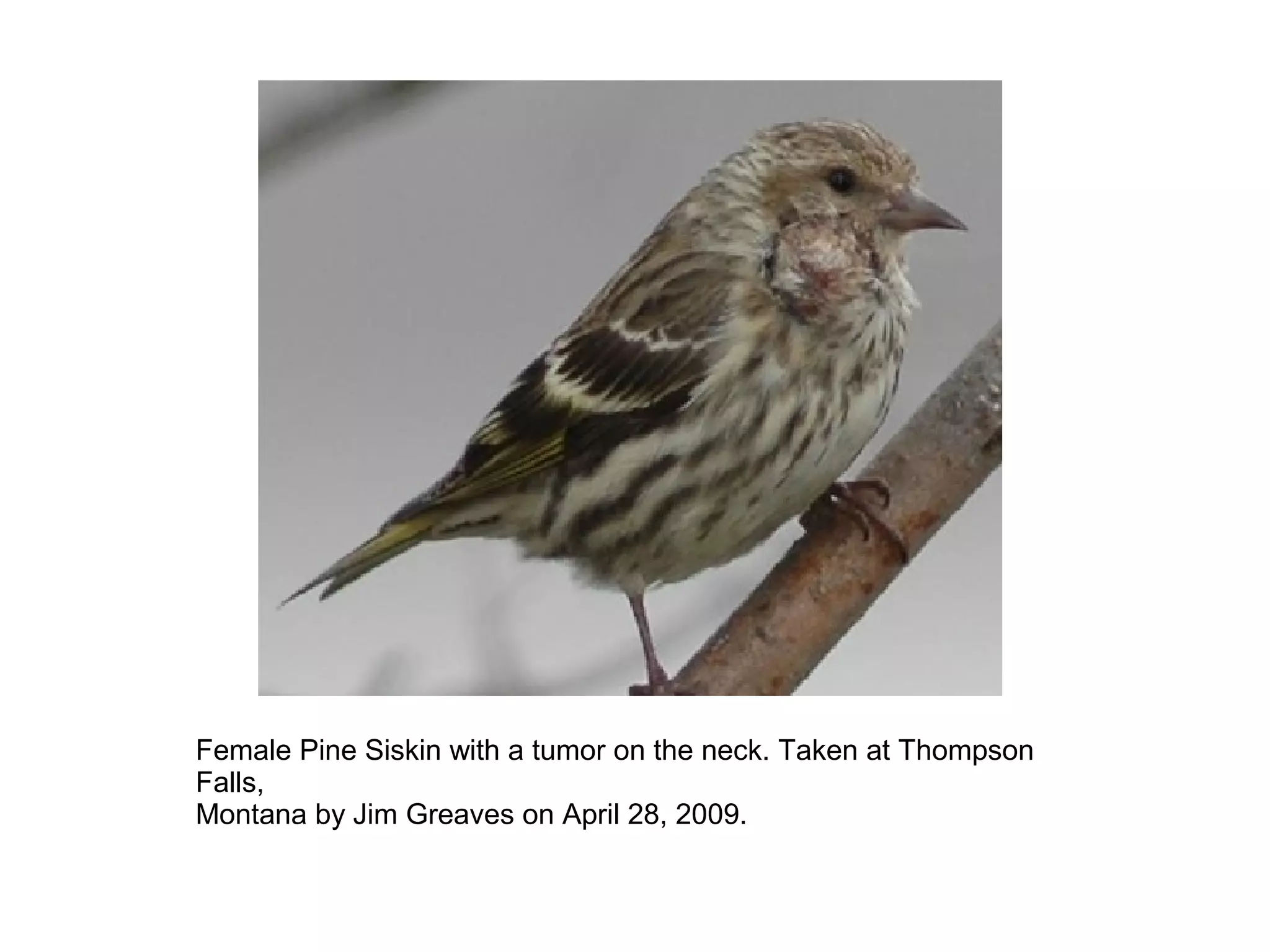 Female Pine Siskin with a tumor on the neck. Taken at Thompson 
Falls, 
Montana by Jim Greaves on April 28, 2009. 
 
