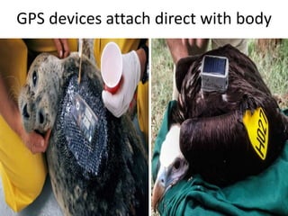 globel positioning system (GPS) in Wildlife | PPTX
