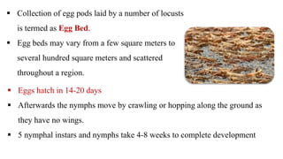  Eggs hatch in 14-20 days
 Afterwards the nymphs move by crawling or hopping along the ground as
they have no wings.
 5 nymphal instars and nymphs take 4-8 weeks to complete development
 Collection of egg pods laid by a number of locusts
is termed as Egg Bed.
 Egg beds may vary from a few square meters to
several hundred square meters and scattered
throughout a region.
 