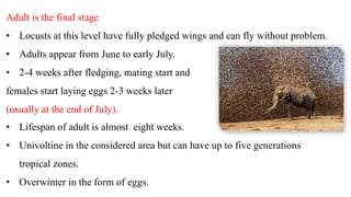 Adult is the final stage
• Locusts at this level have fully pledged wings and can fly without problem.
• Adults appear from June to early July.
• 2-4 weeks after fledging, mating start and
females start laying eggs 2-3 weeks later
(usually at the end of July)..
• Lifespan of adult is almost eight weeks.
• Univoltine in the considered area but can have up to five generations
tropical zones.
• Overwinter in the form of eggs.
 