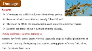 Damage
During outbreaks, swarms damage to
pasture, hayfields, cereal crops, various vegetable crops as well as plantations of
volatile oil bearing plants, many tree species, young plants of many fruit, vines,
fruit, forest and bush trees.
 If numbers are sufficient, locusts form dense groups.
 Swarms infested areas that are usually 5 km2-50 km2.
 There can be 40-80 millions locust in each square kilometer of swarm.
 Swarms can travel about 5-130 km or more in a day.
Swarm
 