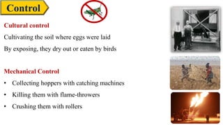 Control
Cultural control
Cultivating the soil where eggs were laid
By exposing, they dry out or eaten by birds
Mechanical Control
• Collecting hoppers with catching machines
• Killing them with flame-throwers
• Crushing them with rollers
 