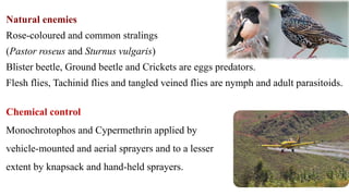 Chemical control
Monochrotophos and Cypermethrin applied by
vehicle-mounted and aerial sprayers and to a lesser
extent by knapsack and hand-held sprayers.
Natural enemies
Rose-coloured and common stralings
(Pastor roseus and Sturnus vulgaris)
Blister beetle, Ground beetle and Crickets are eggs predators.
Flesh flies, Tachinid flies and tangled veined flies are nymph and adult parasitoids.
 