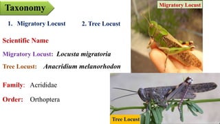 Taxonomy
Scientific Name
Migratory Locust: Locusta migratoria
Tree Locust: Anacridium melanorhodon
Family: Acrididae
Order: Orthoptera
2. Tree Locust1. Migratory Locust
Tree Locust
Migratory Locust
 