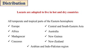 Distribution
All temperate and tropical parts of the Eastern hemisphere
 Europe
 Africa
 Madagascar
 Caucasus
 Arabian and Indo-Pakistan region
 Central and South-Eastern Asia
 Australia
 New Guinea
 New-Zealand
Locusts are adapted to live in hot and dry countries
 