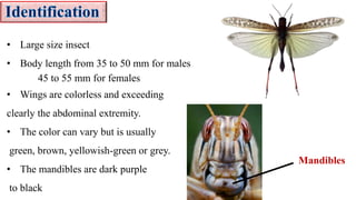 • Large size insect
• Body length from 35 to 50 mm for males
45 to 55 mm for females
• Wings are colorless and exceeding
clearly the abdominal extremity.
• The color can vary but is usually
green, brown, yellowish-green or grey.
• The mandibles are dark purple
to black
Mandibles
 