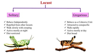 Locust
Solitary Gregarious
 Behave Independently
 Repelled from other locusts
 Walk slowly with creeping
 Active mostly at night
 Diet restricted
 Behave as a Cohesive Unit
 Attracted to conspecific
 Walk rapidly
 Active mostly at day
 Diet broad
 