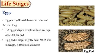Eggs
• Eggs are yellowish brown in color and
7-8 mm long
• 1-3 egg pods per female with an average
of 60-80 per pod.
• Egg pod is large, slightly bent, 50-85 mm
in length, 7-10 mm in diameter
Egg Pod
 