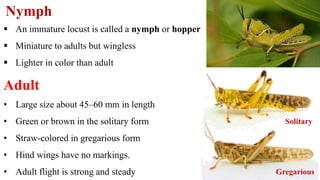 Nymph
 An immature locust is called a nymph or hopper
 Miniature to adults but wingless
 Lighter in color than adult
Adult
• Large size about 45–60 mm in length
• Green or brown in the solitary form
• Straw-colored in gregarious form
• Hind wings have no markings.
• Adult flight is strong and steady
Solitary
Gregarious
 