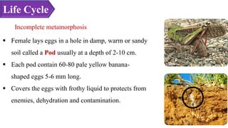 Incomplete metamorphosis
 Female lays eggs in a hole in damp, warm or sandy
soil called a Pod usually at a depth of 2-10 cm.
 Each pod contain 60-80 pale yellow banana-
shaped eggs 5-6 mm long.
 Covers the eggs with frothy liquid to protects from
enemies, dehydration and contamination.
Life Cycle
 