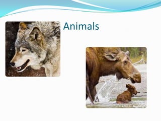 Great Lakes Animals