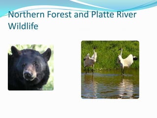 Northern Forest and Platte River Wildlife