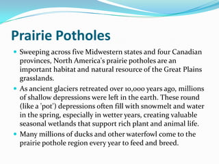 Prairie PotholesSweeping across five Midwestern states and four Canadian provinces, North America's prairie potholes are an important habitat and natural resource of the Great Plains grasslands. As ancient glaciers retreated over 10,000 years ago, millions of shallow depressions were left in the earth. These round (like a 'pot') depressions often fill with snowmelt and water in the spring, especially in wetter years, creating valuable seasonal wetlands that support rich plant and animal life. Many millions of ducks and other waterfowl come to the prairie pothole region every year to feed and breed. 