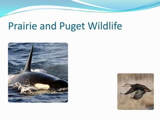 Prairie and Puget Wildlife