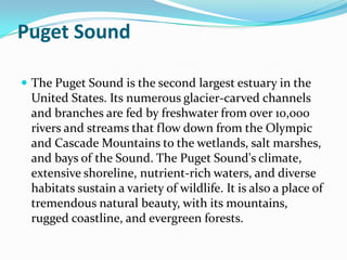 Puget Sound The Puget Sound is the second largest estuary in the United States. Its numerous glacier-carved channels and branches are fed by freshwater from over 10,000 rivers and streams that flow down from the Olympic and Cascade Mountains to the wetlands, salt marshes, and bays of the Sound. The Puget Sound's climate, extensive shoreline, nutrient-rich waters, and diverse habitats sustain a variety of wildlife. It is also a place of tremendous natural beauty, with its mountains, rugged coastline, and evergreen forests.