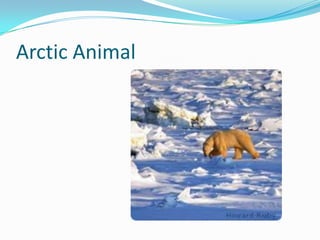 Arctic Animal