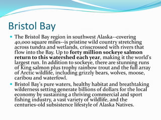 Bristol BayThe Bristol Bay region in southwest Alaska--covering 40,000 square miles--is pristine wild country stretching across tundra and wetlands, crisscrossed with rivers that flow into the Bay. Up to forty million sockeye salmon return to this watershed each year, making it the world's largest run. In addition to sockeye, there are stunning runs of King salmon plus trophy rainbow trout and the full array of Arctic wildlife, including grizzly bears, wolves, moose, caribou and waterfowl. Bristol Bay's pure waters, healthy habitat and breathtaking wilderness setting generate billions of dollars for the local economy by sustaining a thriving commercial and sport fishing industry, a vast variety of wildlife, and the centuries-old subsistence lifestyle of Alaska Natives.