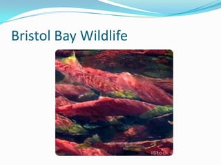 Bristol Bay Wildlife