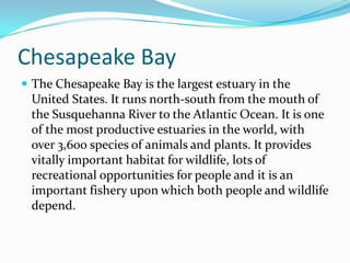 Chesapeake BayThe Chesapeake Bay is the largest estuary in the United States. It runs north-south from the mouth of the Susquehanna River to the Atlantic Ocean. It is one of the most productive estuaries in the world, with over 3,600 species of animals and plants. It provides vitally important habitat for wildlife, lots of recreational opportunities for people and it is an important fishery upon which both people and wildlife depend.