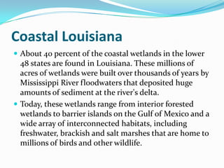 Coastal LouisianaAbout 40 percent of the coastal wetlands in the lower 48 states are found in Louisiana. These millions of acres of wetlands were built over thousands of years by Mississippi River floodwaters that deposited huge amounts of sediment at the river's delta. Today, these wetlands range from interior forested wetlands to barrier islands on the Gulf of Mexico and a wide array of interconnected habitats, including freshwater, brackish and salt marshes that are home to millions of birds and other wildlife. 