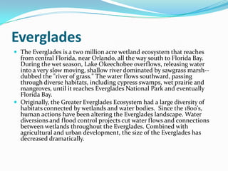Everglades The Everglades is a two million acre wetland ecosystem that reaches from central Florida, near Orlando, all the way south to Florida Bay. During the wet season, Lake Okeechobee overflows, releasing water into a very slow moving, shallow river dominated by sawgrass marsh--dubbed the "river of grass." The water flows southward, passing through diverse habitats, including cypress swamps, wet prairie and mangroves, until it reaches Everglades National Park and eventually Florida Bay.Originally, the Greater Everglades Ecosystem had a large diversity of habitats connected by wetlands and water bodies.  Since the 1800's, human actions have been altering the Everglades landscape. Water diversions and flood control projects cut water flows and connections between wetlands throughout the Everglades. Combined with agricultural and urban development, the size of the Everglades has decreased dramatically.