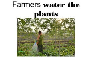 Farmers water the
plants
 
