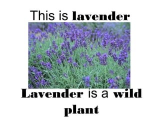 This is lavender
Lavender is a wild
plant