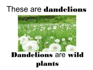 These are dandelions
Dandelions are wild
plants
 