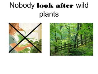 Nobody look after wild
plants
 