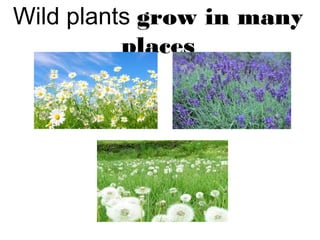 Wild plants grow in many
places
 