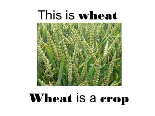 This is wheat
Wheat is a crop
 