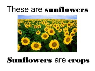 These are sunflowers
Sunflowers are crops
 